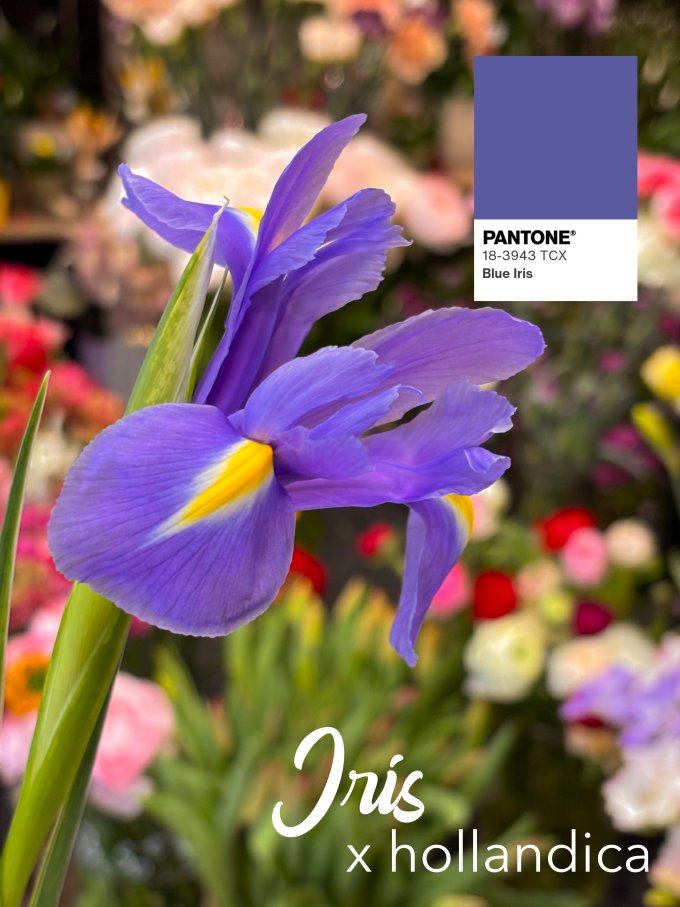 Fleurs de février photo 6